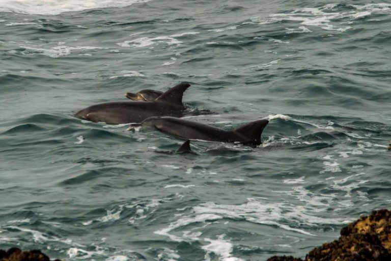 dolphins1 768x512 14