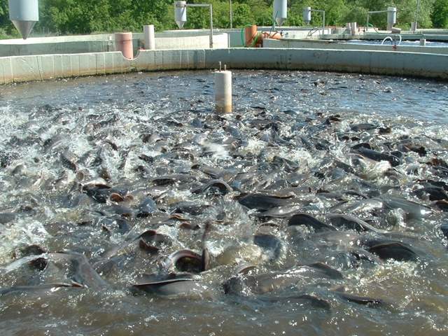 aqua farming risks3