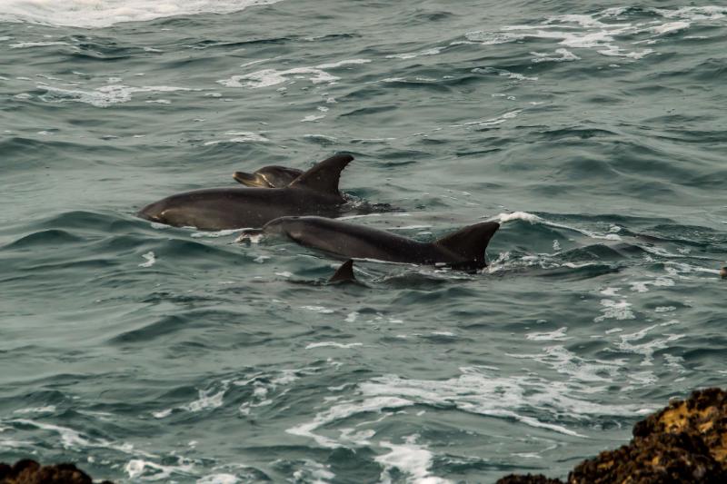 dolphins1